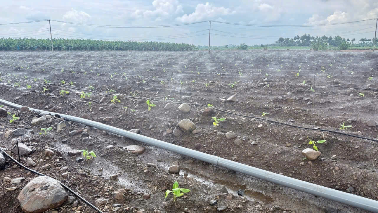 Tại Sao Phải Tưới Nước Cho Cây Chuối Thường Xuyên