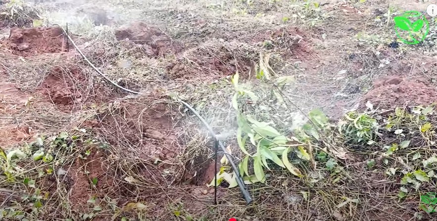 An Tâm Với Hệ Thống Tưới Tự Động Cho Vườn Chuối