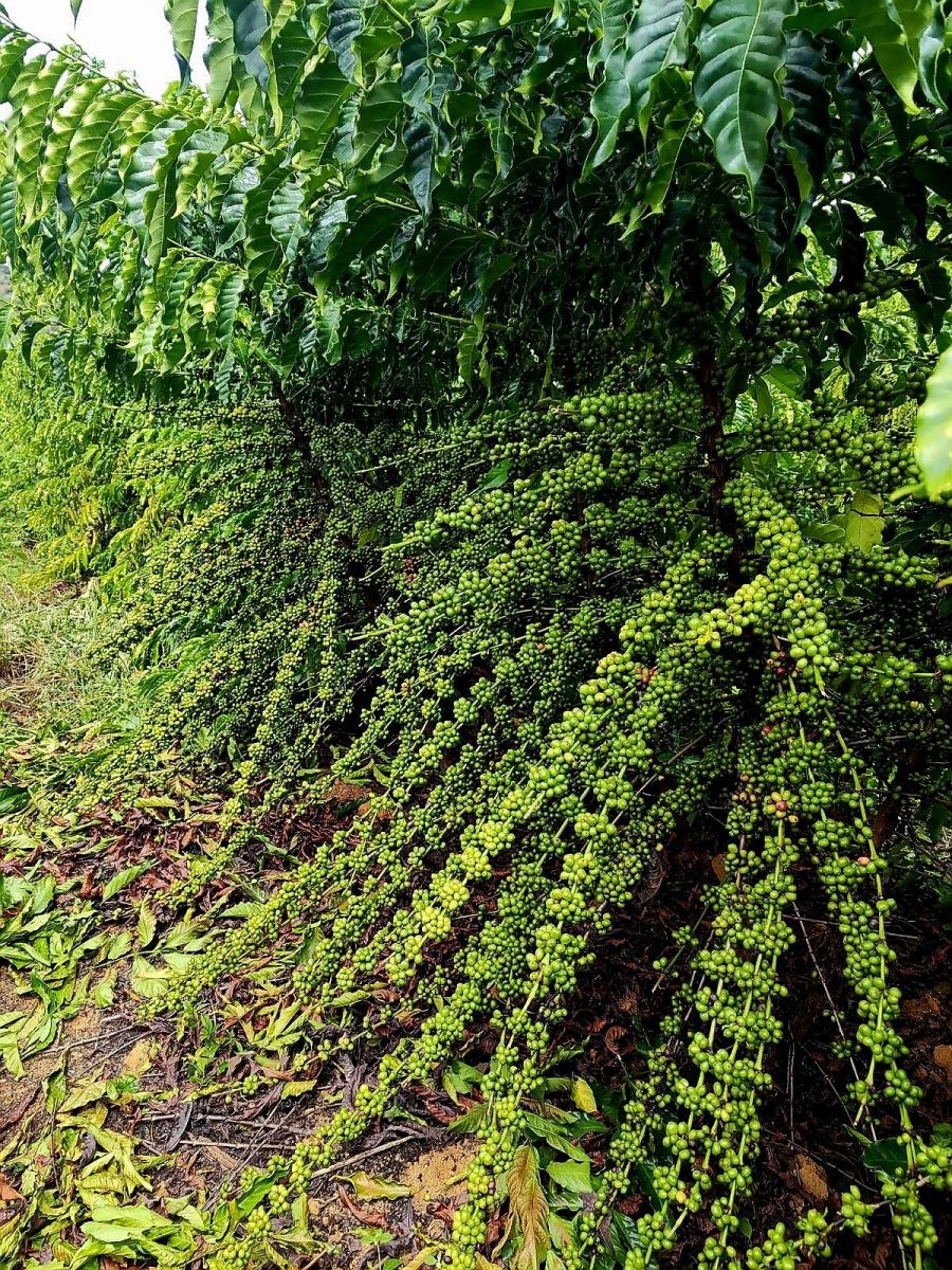 Béc tưới cà phê đa thân