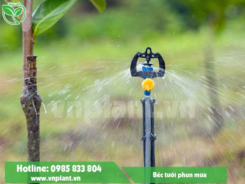 GIẢI PHÁP TƯỚI CÂY HIỆN ĐẠI BẰNG BÉC TƯỚI PHUN MƯA TẠI ĐỒNG NAI