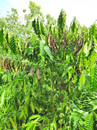 Mẹo Khuyến Nông Dùng Lon Sữa Bò Canh Giờ Tưới Béc VP39 Cực Chuẩn