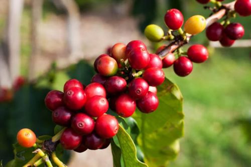 Kỹ Thuật Châm Kali Ép Nhân Cà Phê Nặng Dem Nhờ Béc VP39