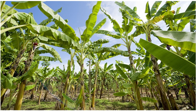 Cách Để Vườn Chuối Đạt Năng Suất Nhờ Béc Tưới Phun Xa Thông Minh