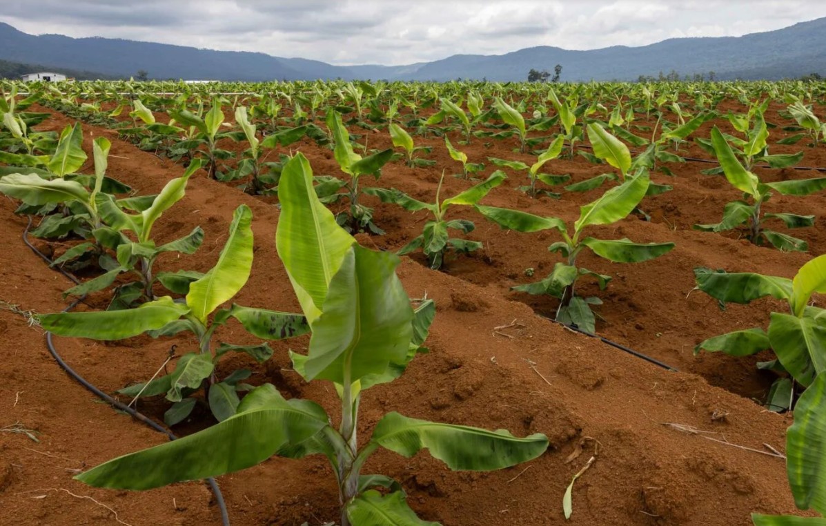 Mang Nguồn Nước Đến Cây Chuối Bằng Béc VP39 Dễ Dàng