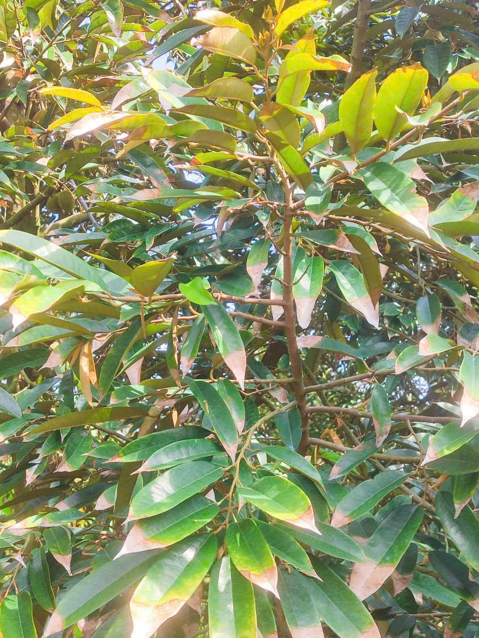 Bí Quyết Tưới Sầu Riêng Không Để Cháy Lá Mùa Khô