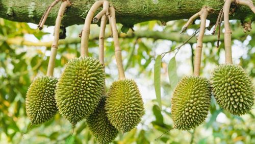 Chăm Sóc Rễ Sầu Riêng Tháng 5 Bí Quyết Ngừa Nấm Chống Thối
