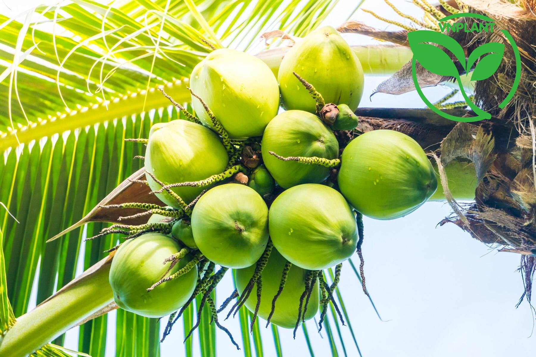 Làm sao để lắp đặt hệ thống tưới cho cây dừa đạt hiệu quả cao ? 