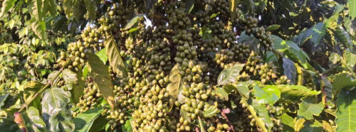 Chống Rụng Trái Cà Phê Mùa Hè 2026 Giải Pháp Từ Béc VP39