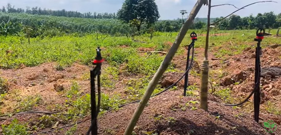 Có Nên Gắn Liền Ba Béc Tưới Cây Sầu Riêng Mới Trồng Không