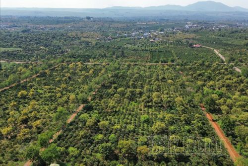 Tưới Cà Phê Ở Khu Vực Đồi Núi Tây Nguyên