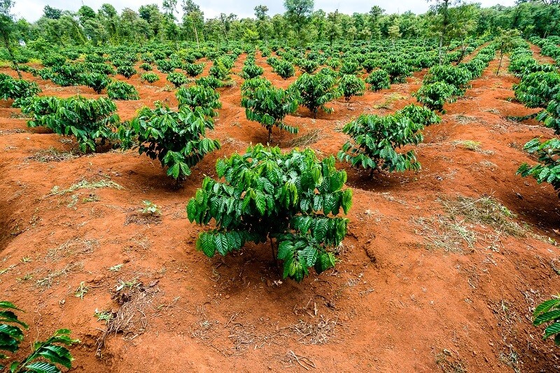 Béc Tưới VP39 Có Phù Hợp Với Đất Đỏ Bazan Tây Nguyên Không P.2