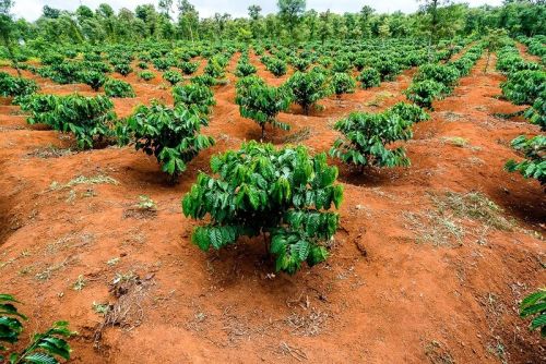 Béc Tưới VP39 Có Phù Hợp Với Đất Đỏ Bazan Tây Nguyên Không P.1