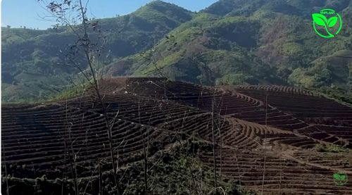Tưới Cà Phê Đồi Dốc Đừng Lắp Béc Thường Dễ Mục Ống Úng Rễ Tơ