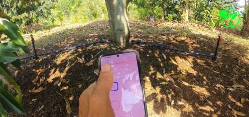 Công Nghệ 4.0 Tưới 2 Hecta Sầu Riêng Chỉ Bằng 1 Cái Chạm Tay