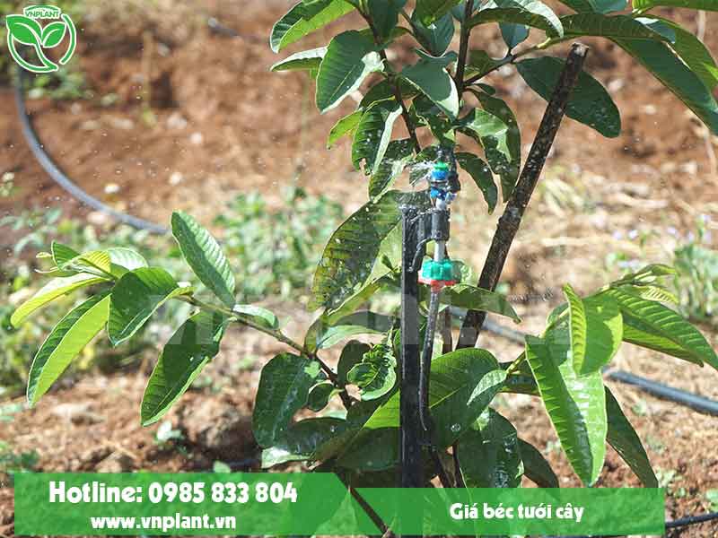 GIÁ BÉC TƯỚI CÂY MỚI NHẤT HIỆN NAY