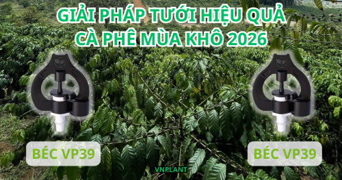 Kỹ Thuật Tưới Cà Phê Mùa Khô 2026 Tưới Đúng Nở Hoa Đều Bằng Béc VP39