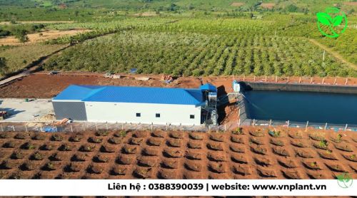 Hệ Thống Tưới Cà Phê 11ha Tại Gia Lai Tại Sao Tưới Đúng Làm Bông Nở Trắng Đều