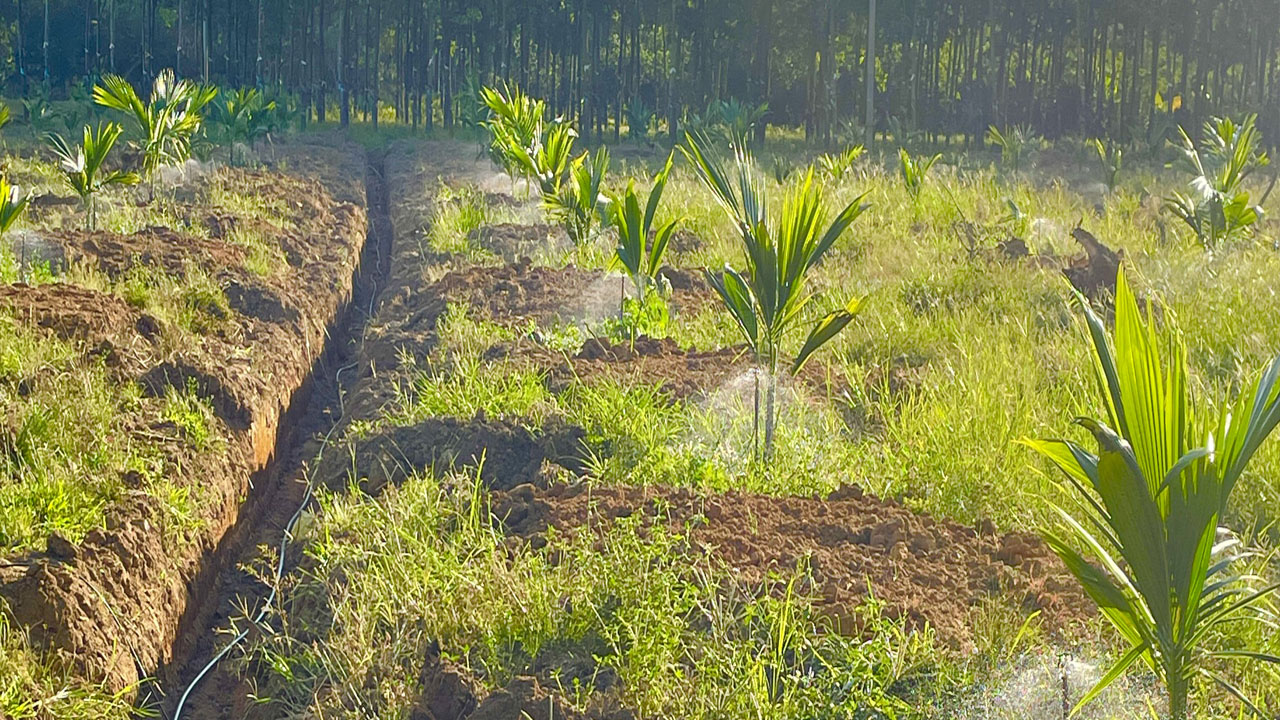 hệ thống tưới phun mưa cho cây dừa