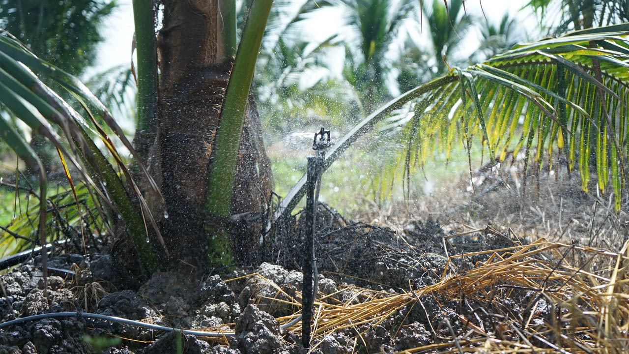 HỆ THỐNG TƯỚI PHUN MƯA CHO CÂY DỪA