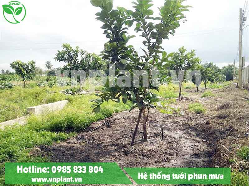Vnplant.vn - Dịch vụ lắp đặt hệ thống tưới phun mưa nông nghiệp uy tín nhất