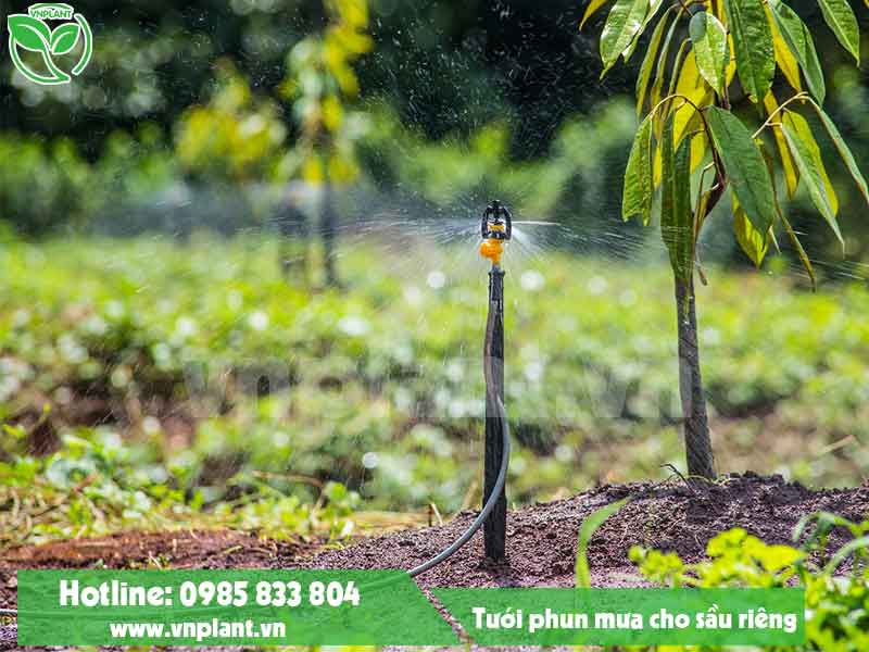 Ưu điểm của hệ thống tưới phun mưa cho Sầu riêng