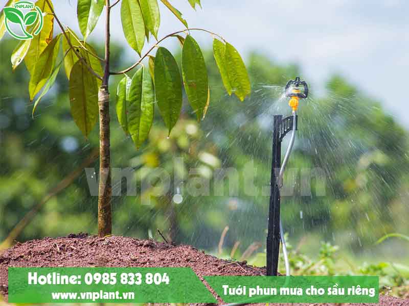 Lắp đặt hệ thống tưới phun mưa cho sầu riêng tại Lâm Đồng