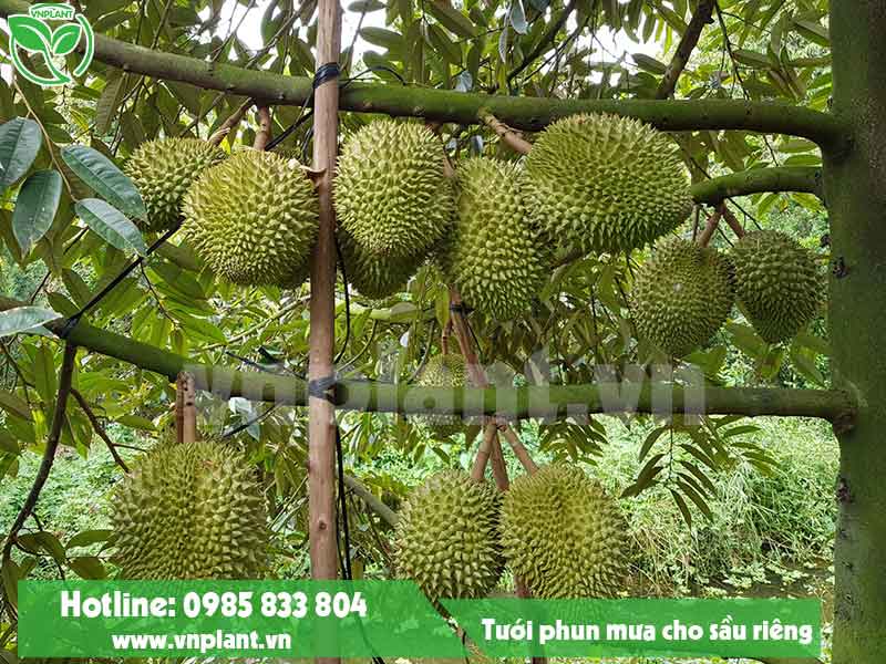 HỆ THỐNG TƯỚI CHO CÂY SẦU RIÊNG