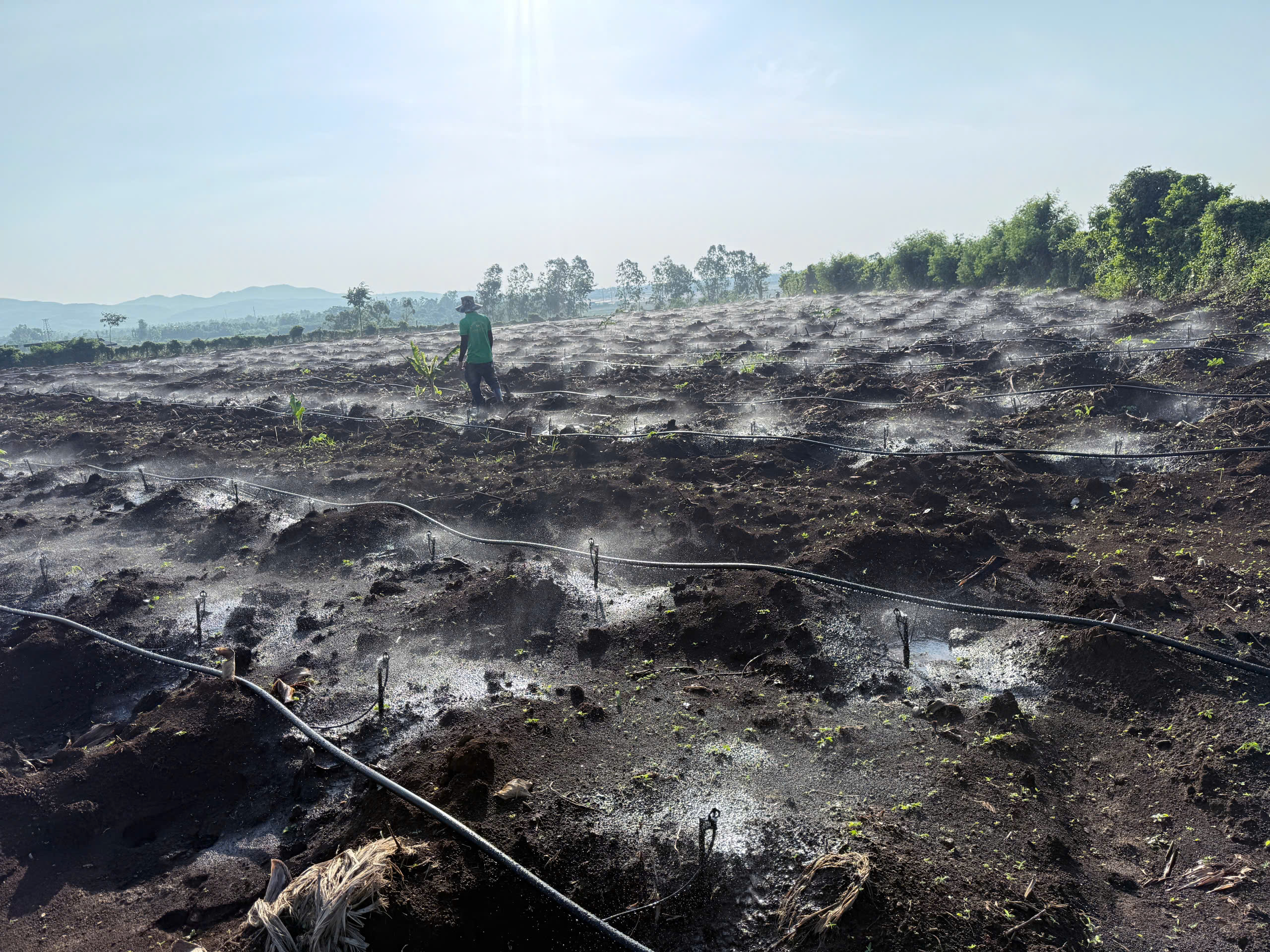 Kỹ Thuật Tưới Phun Mưa Cho Cà Phê Tiết Kiệm 40% Nước Trong Mùa Khô