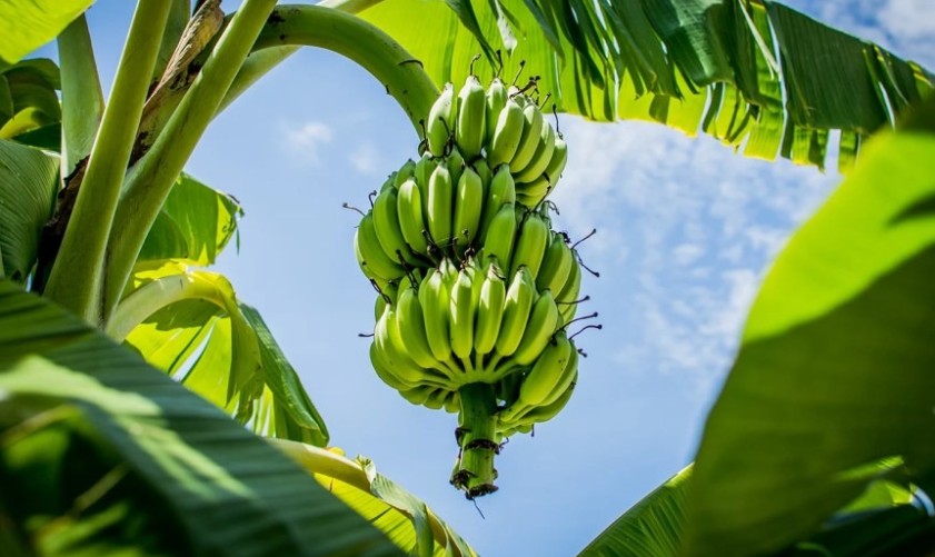 Tại Sao Chọn Béc VP39 Phun Xa Và Ống Nhựa Nguyên Sinh Khi Mới Bắt Đầu Trồng Chuối