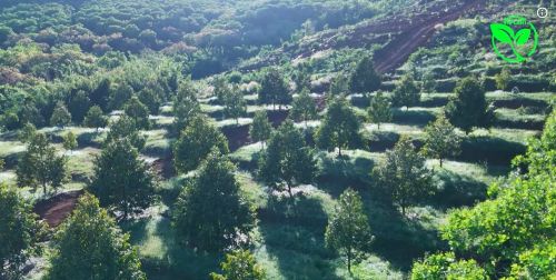 Giải Pháp Hồ Trên Đỉnh Tưới Tự Chảy Tiết Kiệm Điện