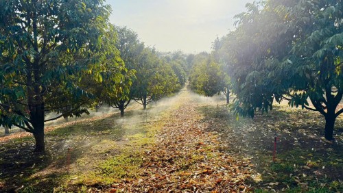 Tưới Phân Tự Động Tiết Kiệm Rất Nhiều Chi Phí Phân Bón Và Nhân Công