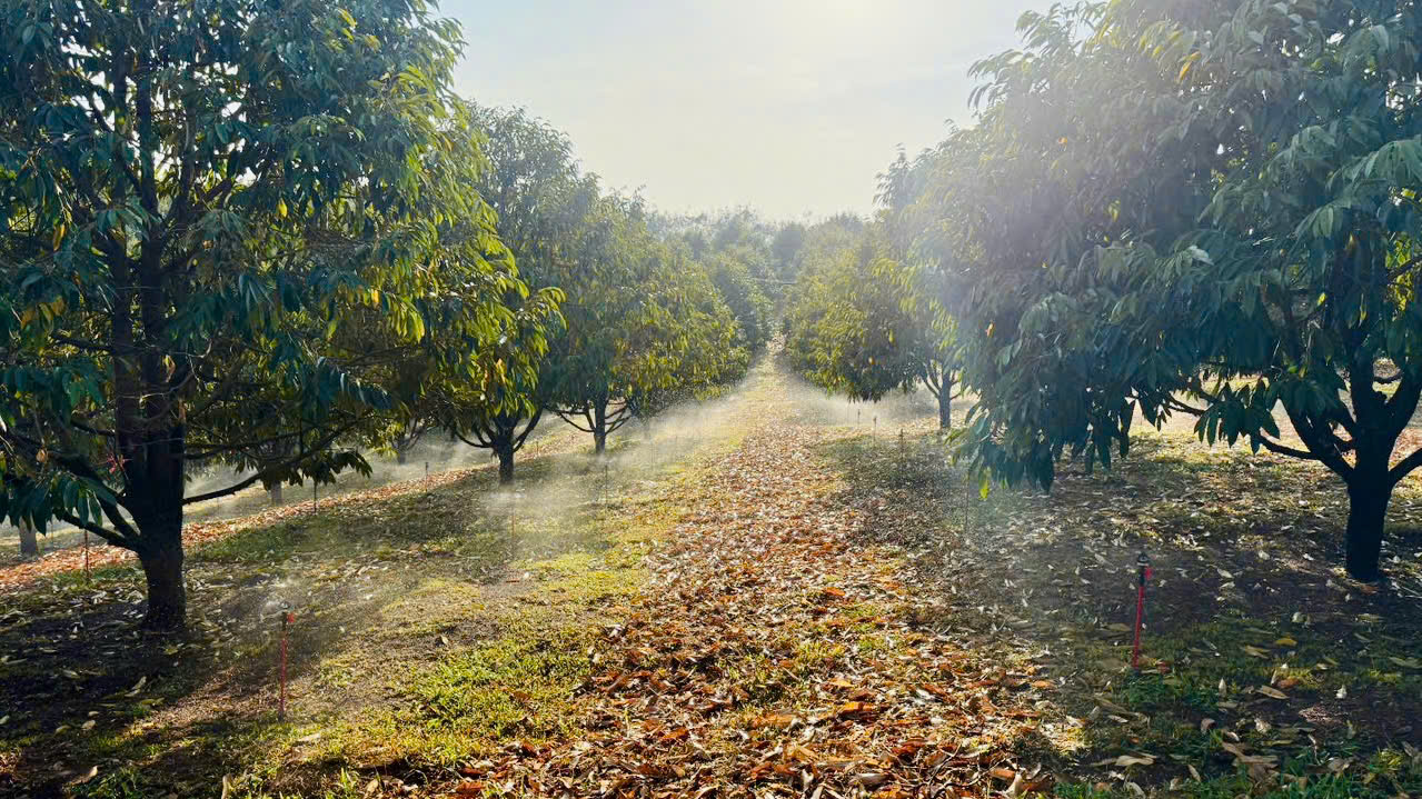 Cây Sầu Riêng Chậm Lớn Vì Những Sai Lầm Khi Chọn Mua Vật Tư Tưới Giá Rẻ