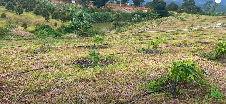 Chi Phí Cho Hệ Thống Tưới Hãy Quan Trọng Giá Trị Đem Lại 