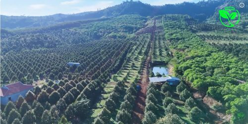 Hệ Thống Tưới Sầu Riêng Mùa Khô Tây Nguyên 2026 Giải Pháp Giữ Vườn Trước Nắng Nóng