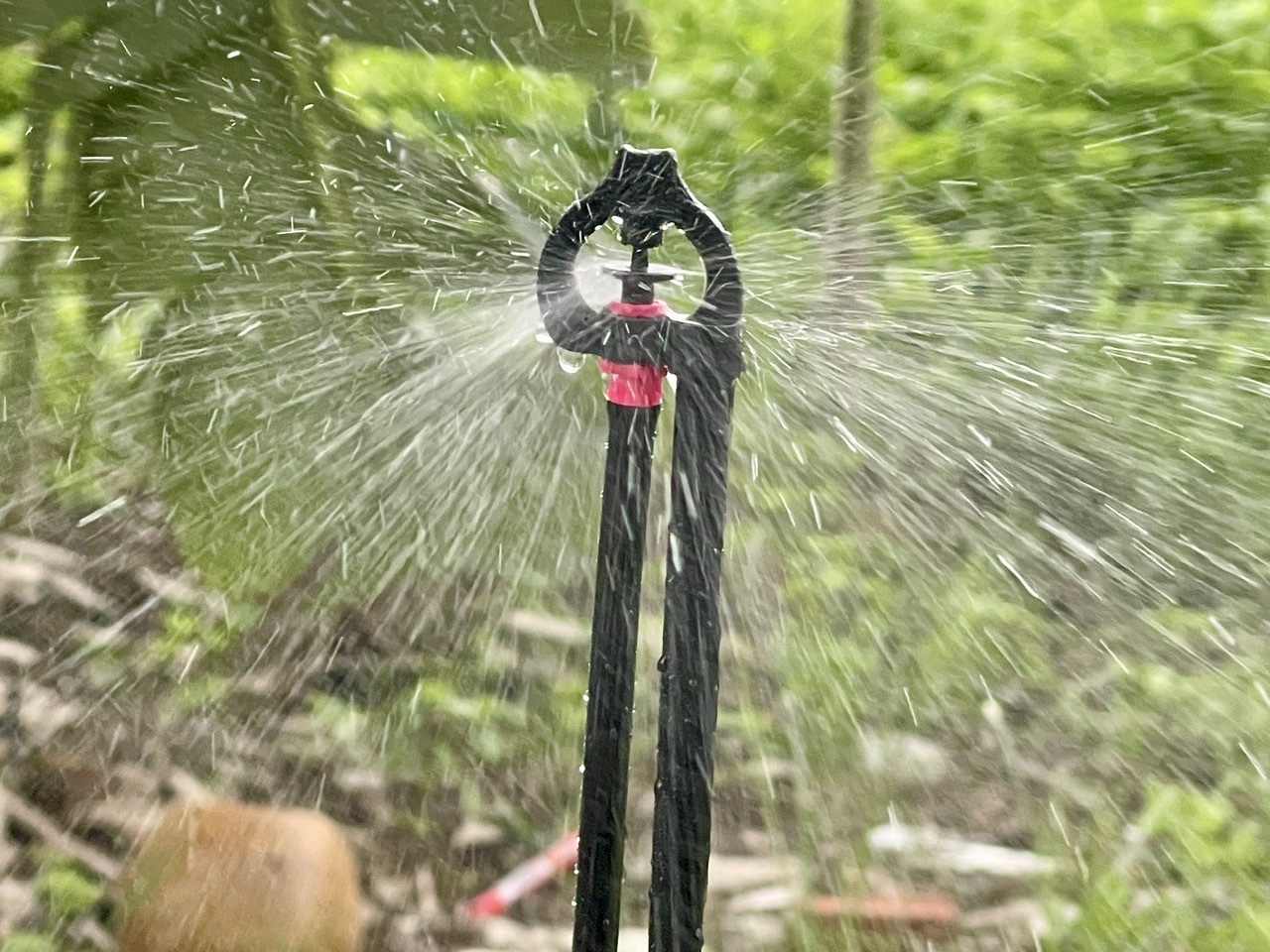 Tưới Chuối 4.0 Bằng Hệ Thống Tưới Hiện Đại Béc VP39