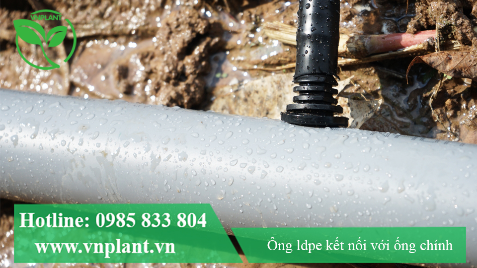 Ống LDPE được kết nối với ống PVC thông qua khỏi thuỷ