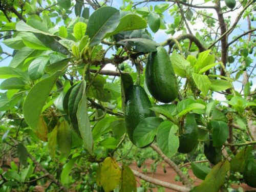 Hệ Thống Tưới Cây Bơ Tây Nguyên Chọn Béc Đúng Tưới Đúng Lúc Năng Suất Tăng Vọt