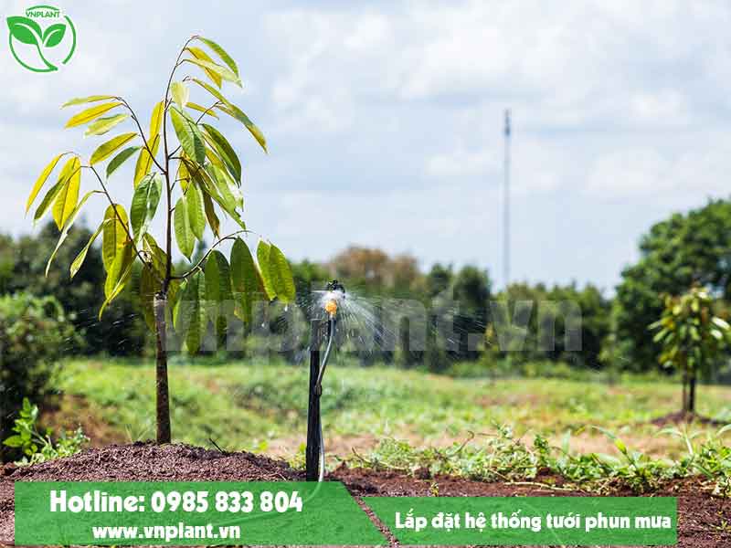 Lắp đặt hệ thống tưới phun mưa giá rẻ cho cây sầu riêng