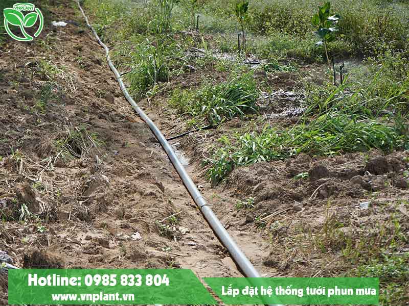 Hệ thống dẫn nước chính và nhánh của mô hình tưới phun mưa