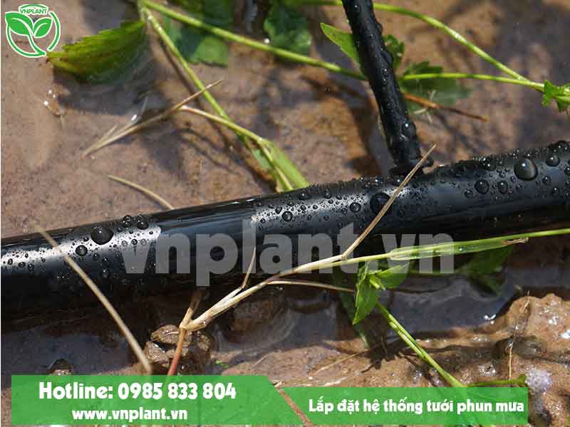 Ống tưới LDPE sử dụng làm dây phân nhánh trong hệ thống tưới