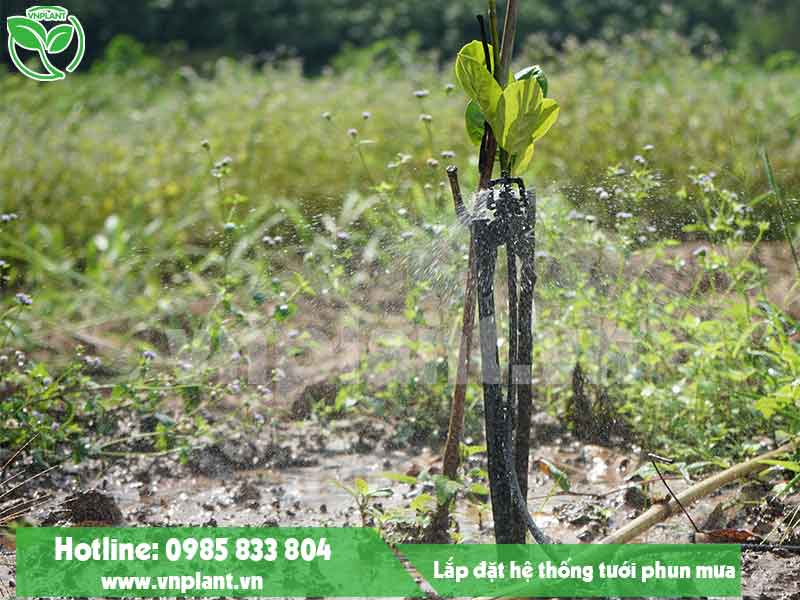 Lắp đặt hệ thống tưới phun mưa tự động cho vườn mít tại Lâm Đồng