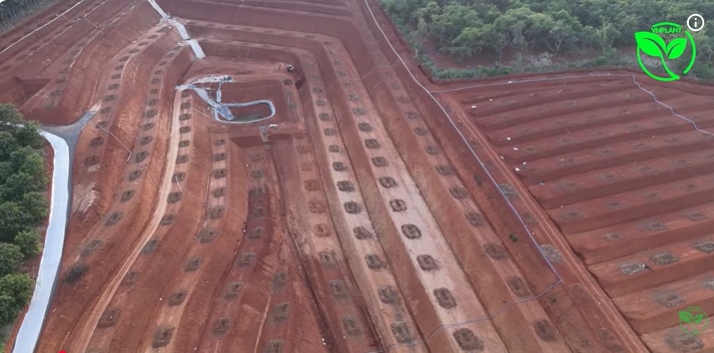 Dự Án Thực Tế Tưới Sầu Riêng 6 ha Bằng Điện Mặt Trời Trên Địa Hình Đồi Dốc Tưới Hiệu Qủa
