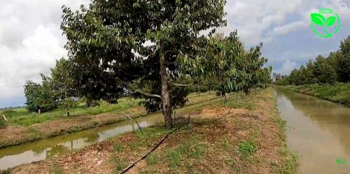 Lắp Đặt Hệ Thống Tưới Sầu Riêng tại CẦN THƠ