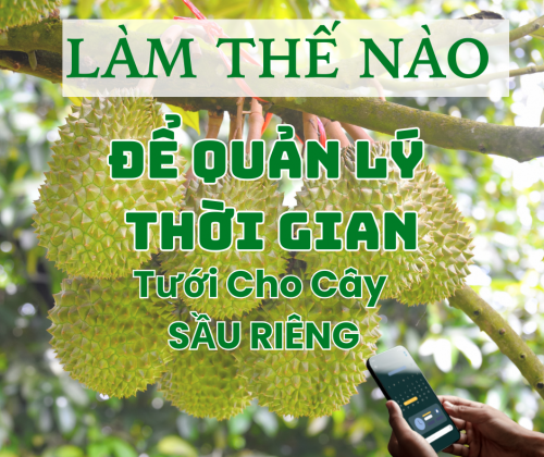 Làm Thế Nào Để Quản Lý Thời Gian Tưới Cây Sầu Riêng