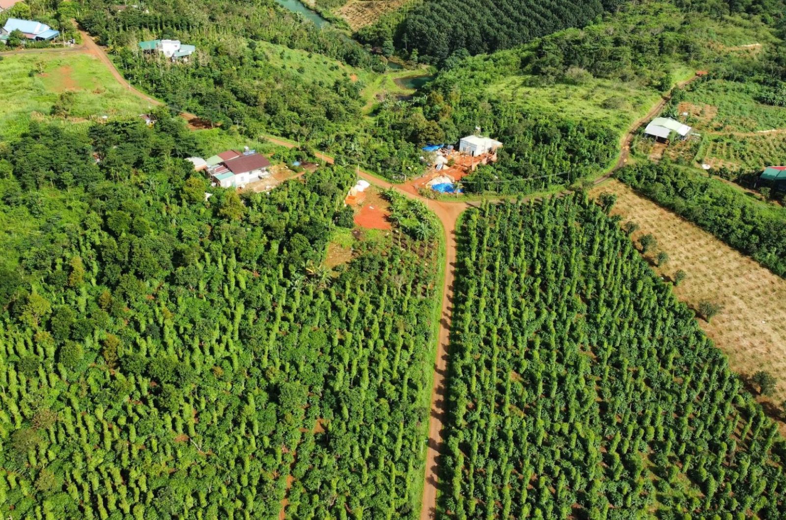 các vườn cà phê ở Vùng Tây Nguyên