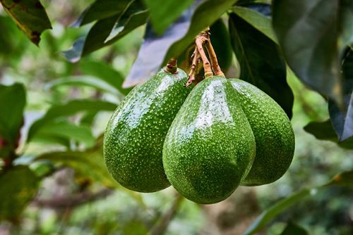 Kinh Nghiệm Sử Dụng Béc Tưới Cho Cây bơ