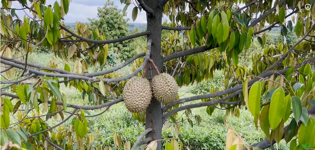 Tiết Kiệm Nửa Chi Phí Cho Hệ Thống Tưới Sầu Riêng