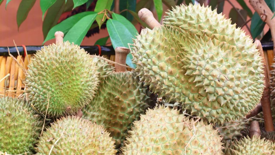 Sau Rae Hướng Dẫn Lựa Chọn Vật Tư Tưới Sầu Riêng Chuẩn Đúng Nhu Cầu
