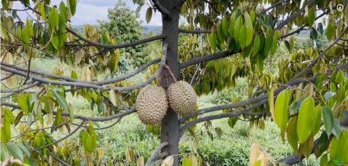 Tiết Kiệm Nửa Chi Phí Cho Hệ Thống Tưới Sầu Riêng