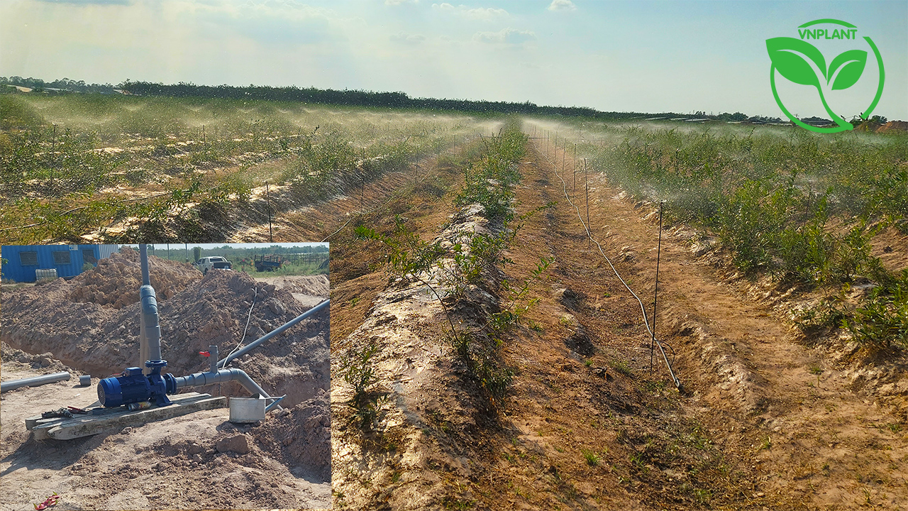 TÍNH TOÁN ÁP LỰC NƯỚC CHỌN MÁY BƠM TRONG HỆ THỐNG TƯỚI